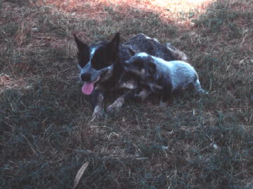 Emma (From the D litter) playing with a nephew, Briarmoor's Ground Zero - Nuke, from the G litter